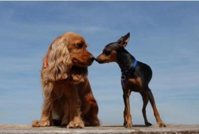 Hvad er sunde hundetænder, og hvordan får din hund det?